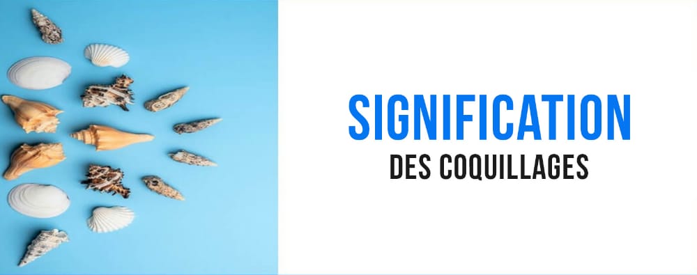 coquillage-signification