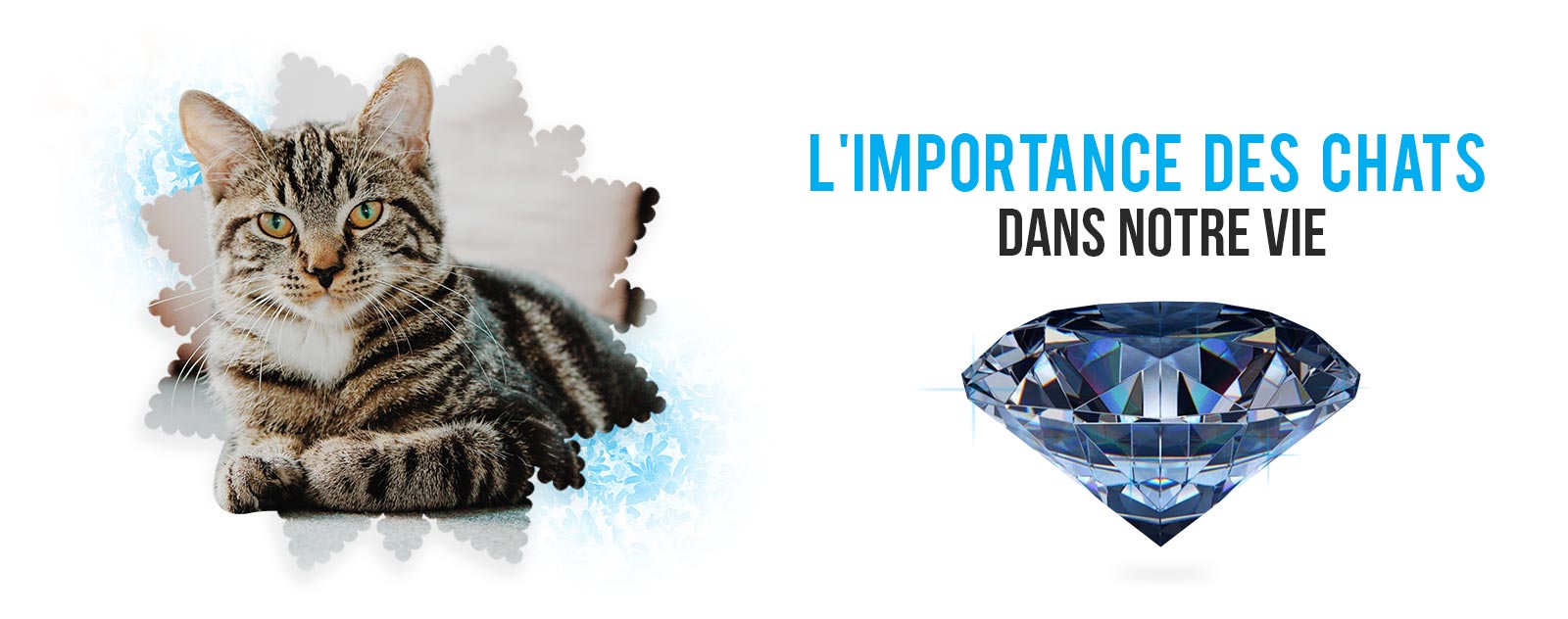 le-chat-meilleur-ami-de-l-homme